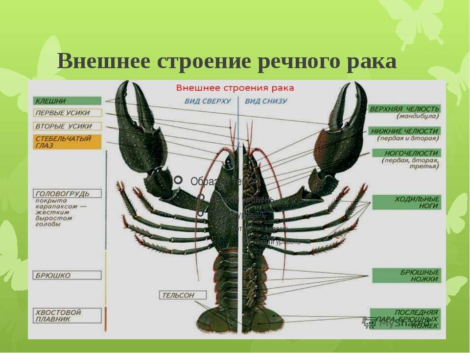 ЛАБОРАТОРНАЯ РАБОТА СТРОЕНИЕ МОЛЛЮСКОВ 7 КЛАСС photos