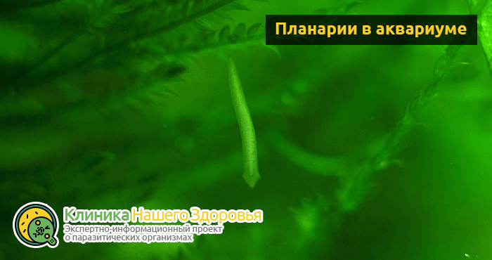 Нематоды в аквариуме или нашествие белых червячков!