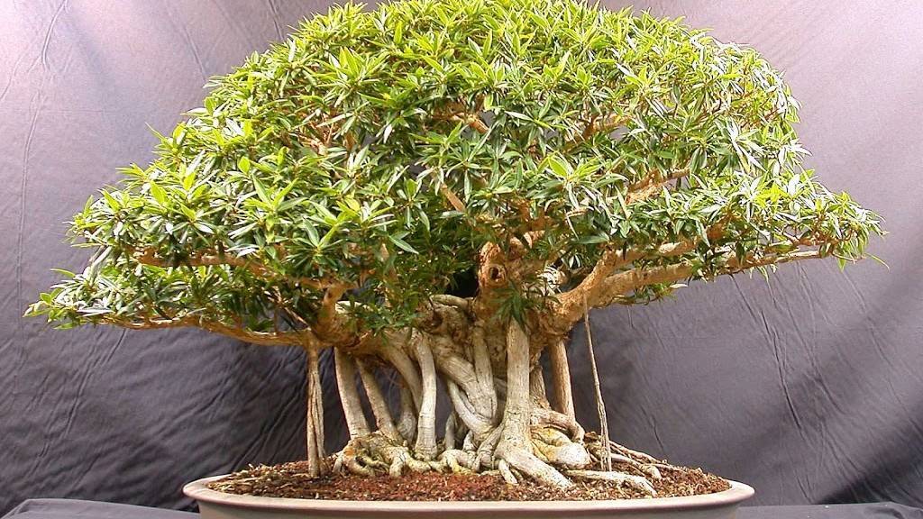 Аммания бонсай — ammania sp bonsai: содержание, фото-видео обзор