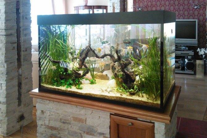 Стоит ли заводить аквариум и рыбок, какие недостатки стоит учесть?