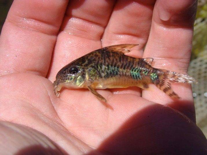 Ротала индика (rotala indica): описание, содержание, фото и отзывы