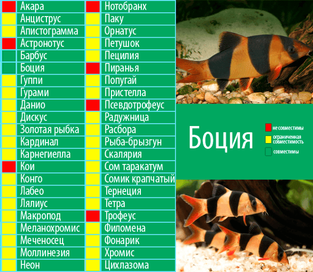 Гурами пятнистый / на латыни: trichogaster trichopterus
