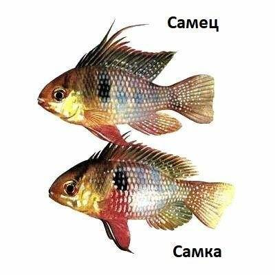 Апистограмма агассица