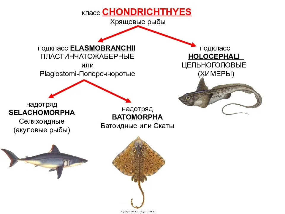 Особенности класса хрящевые рыбы