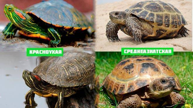 Аквариумная библиотека, книги, журналы - скачать!
