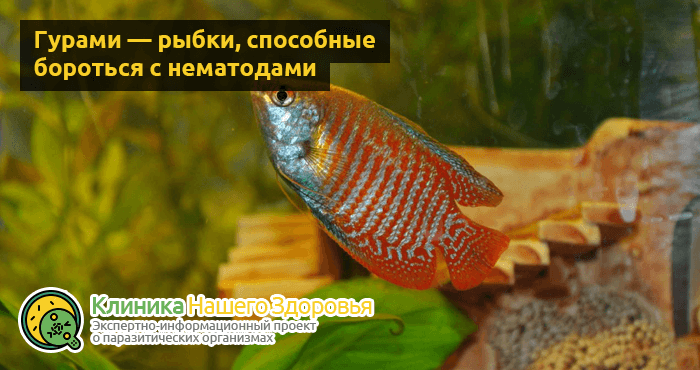 Нематоды в аквариуме или нашествие белых червячков!