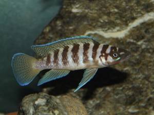 Лампрологус апельсиновый (Neolamprologus leleupi)