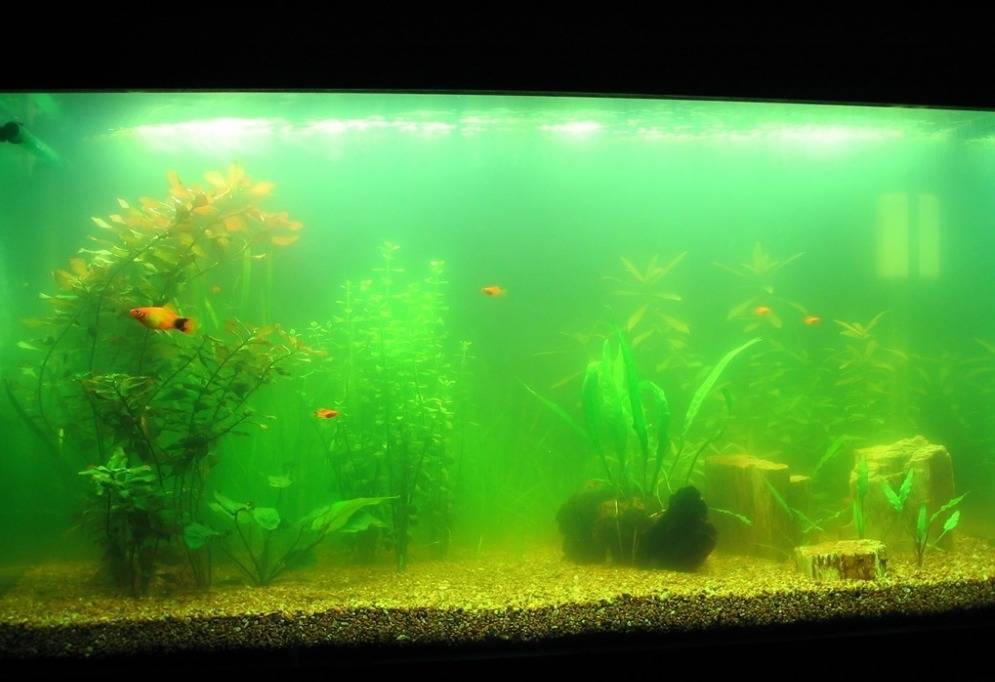 Коричневый налет в аквариуме – диатомовые водоросли!