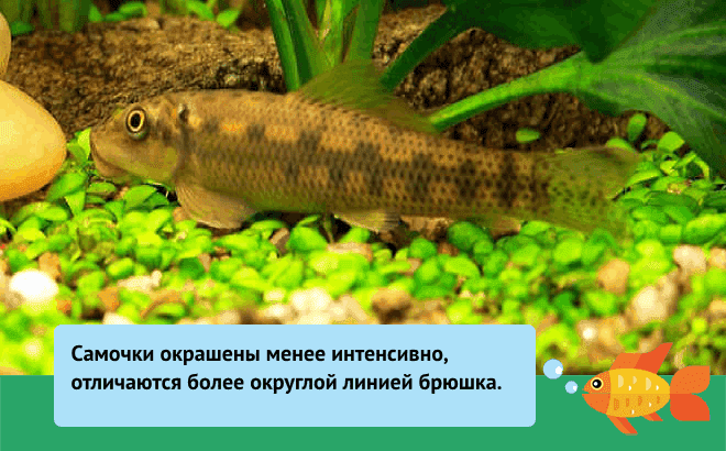 Гиринохейлус