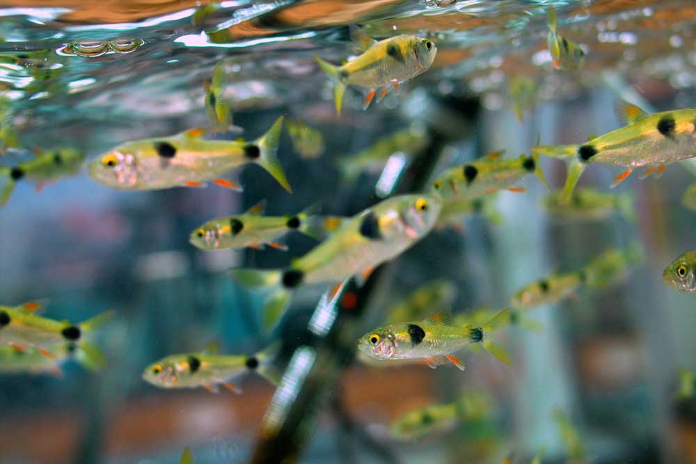 Экзодон парадоксус