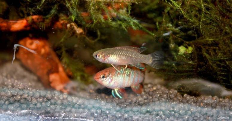 Скарлет бадис - scarlet badis - abcdef.wiki