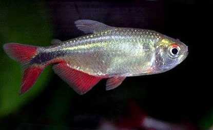 Тетрагоноптерус - Hemigrammus caudovittatus