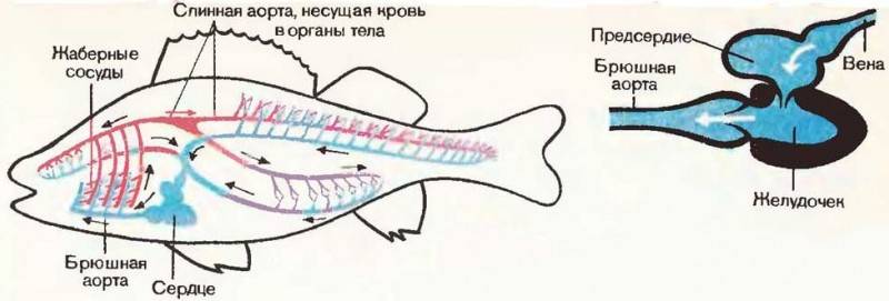 Строение рыб: внешнее и внутреннее