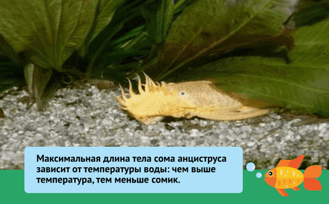 Аностомус