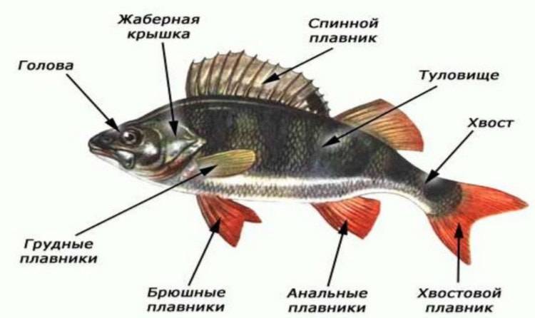 Строение рыб: внешнее и внутреннее