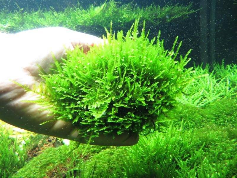 ᐉ мох рождественский кристмас содержание, фото-видео обзор - zoogradspb.ru