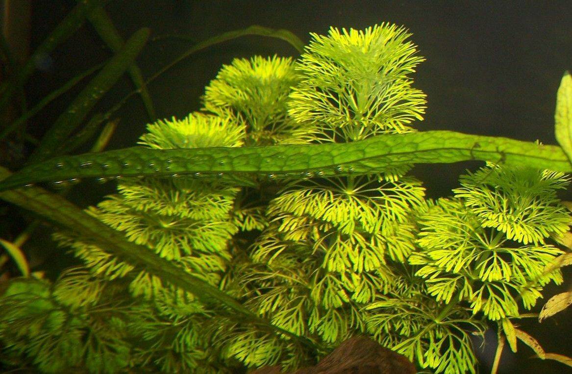 Аплохейлус линеатус (aplocheilus lineatus)