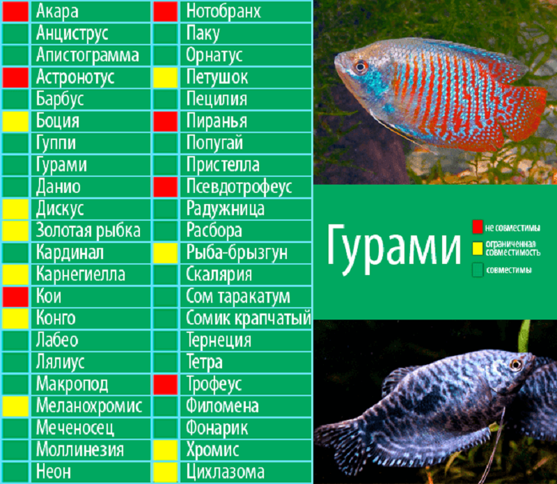 Вуалехвост — популярная золотая рыбка.