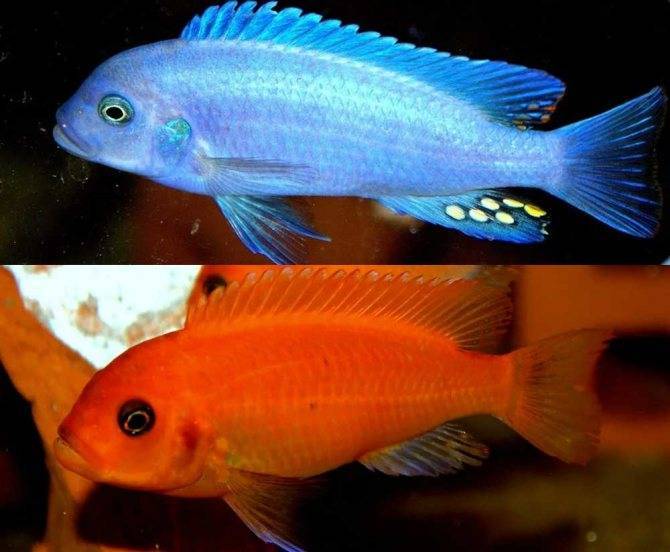 Псевдотрофеус демасони / на латыни: chindongo demasoni, pseudotropheus demasoni