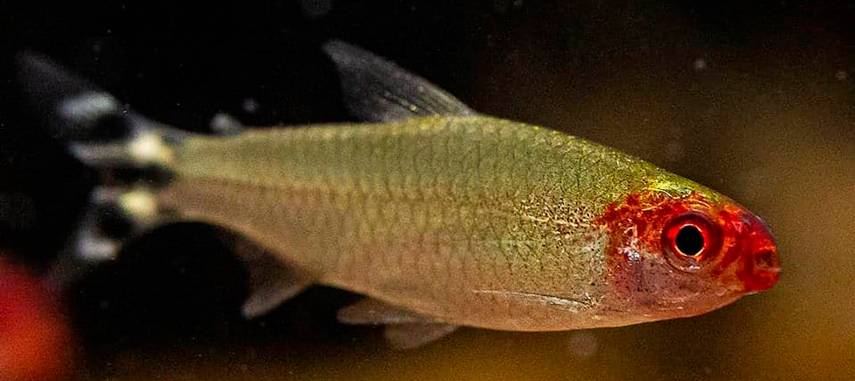 Рыбы в nature aquarium