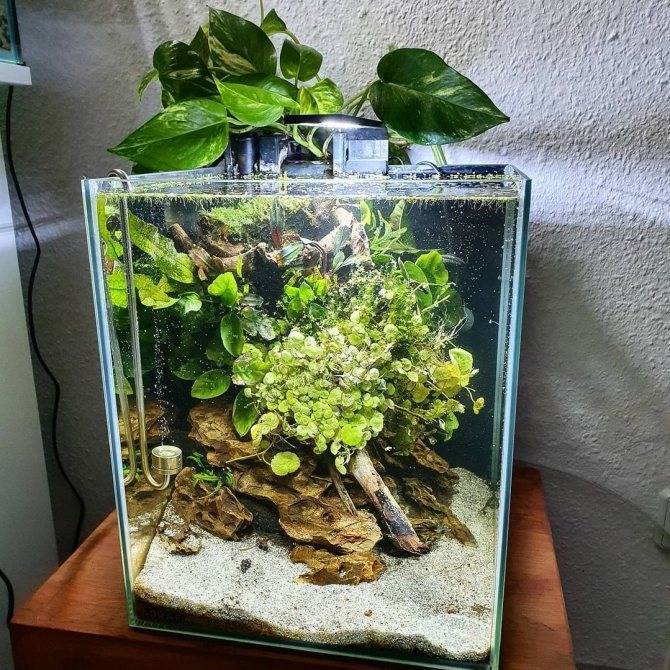 Легкий, воздушный аквариум-травник! Как вам?
