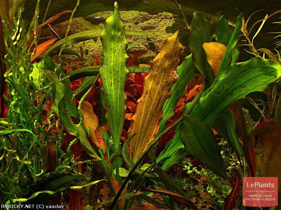 Эхинодорус озирис (echinodorus osiris) фото корни, подводные листья, окраска, жесткость воды, грунт, освещение, размножение, посадка, аквариумные растения