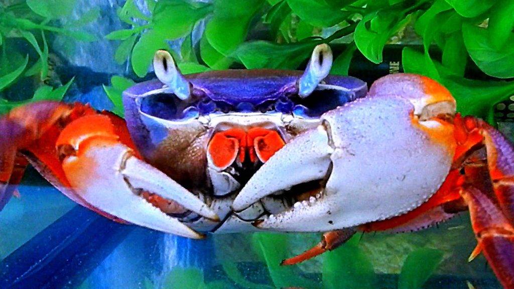 Креветка стеклянная - индийский призрак