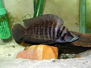 Лампрологус апельсиновый (Neolamprologus leleupi)
