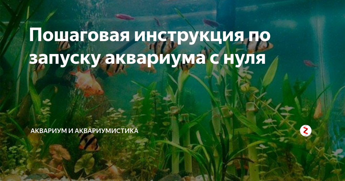 Запуск аквариума с нуля: пошаговая инструкция, запуск рыбок