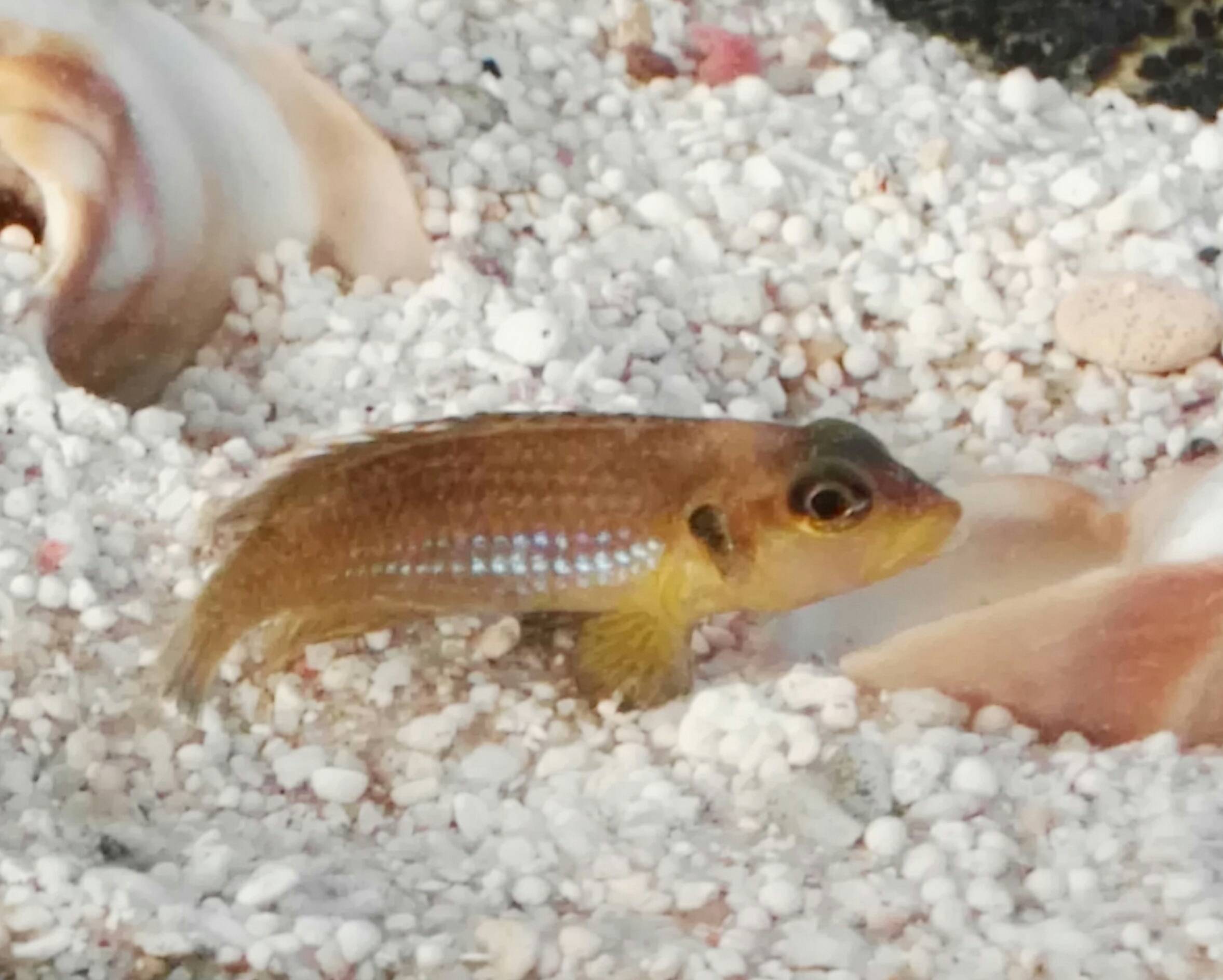 Neolamprologus ocellatus