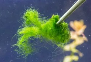 Коричневый налет в аквариуме – диатомовые водоросли!
