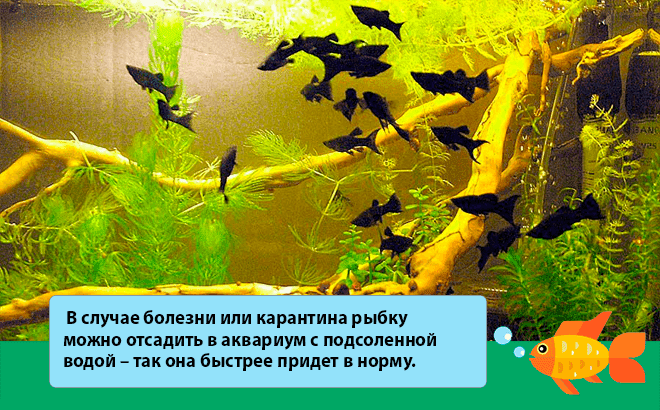 Моллинезия красная
