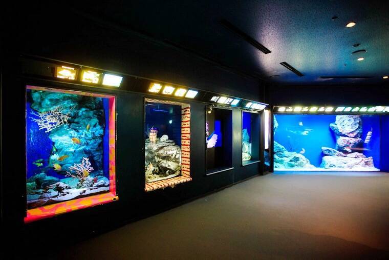 Гигантский аквариум в Японии Okinawa Churaumi Aquarium видео