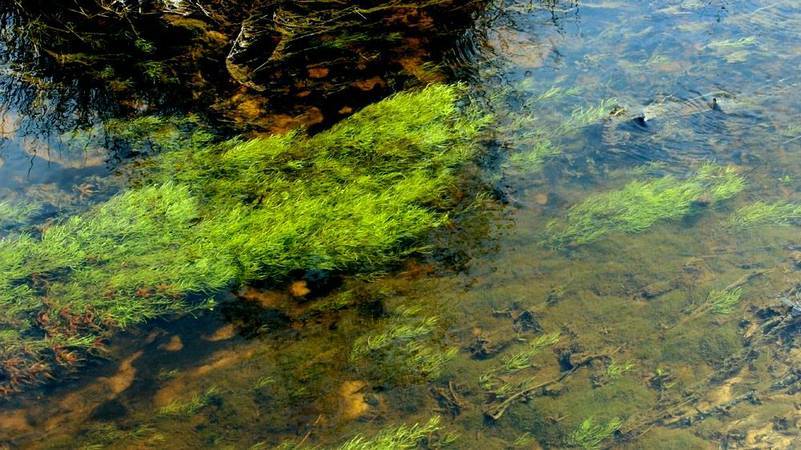 Наяс или наяда гваделупская