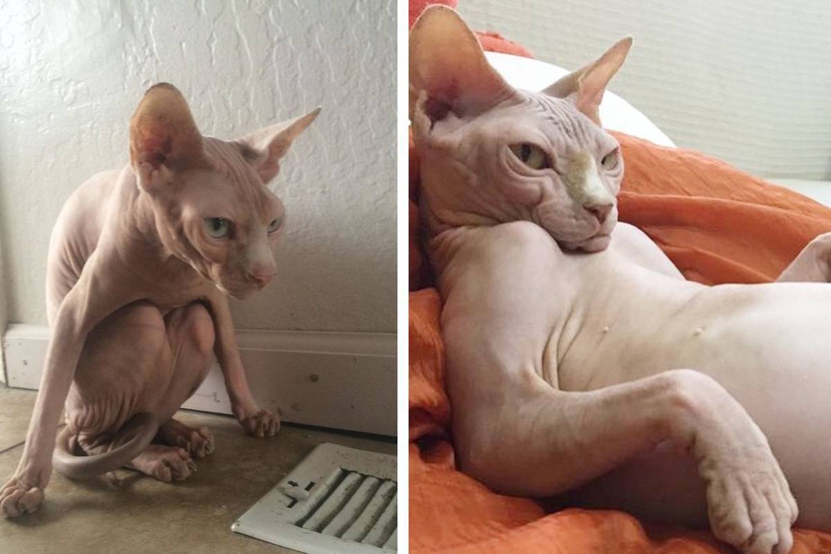 Чем мы хуже кошек? Гафф =)