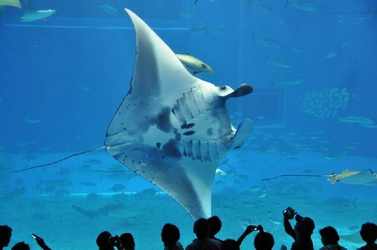 Гигантский аквариум в Японии Okinawa Churaumi Aquarium видео