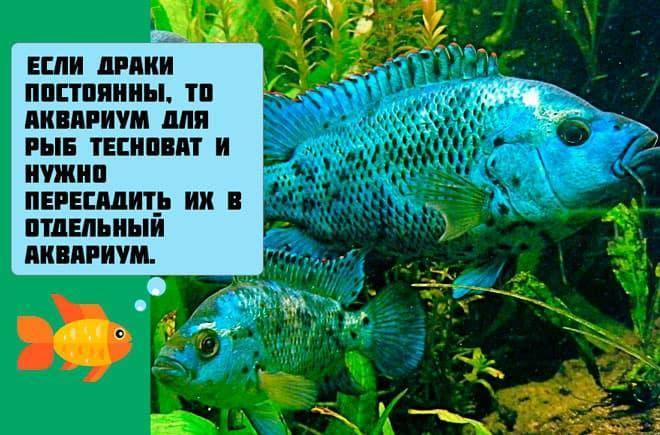Блю Демпси