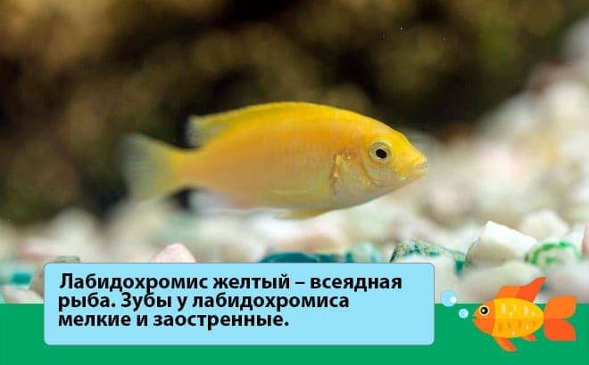 Самая популярная Мбуна - Лабидохромис еллоу