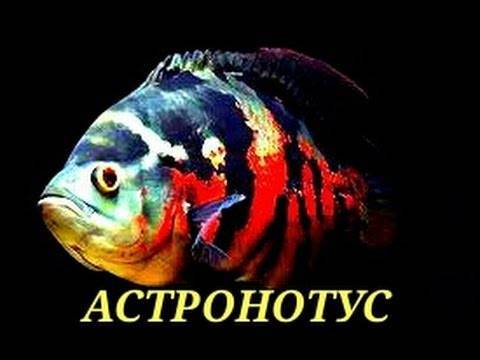 Бычок бледный