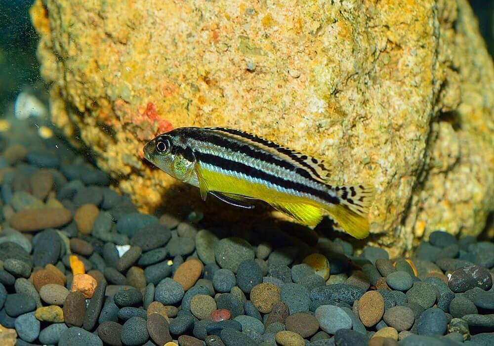 Меланохромис золотой, или ауратус melanochromis auratus (boulenger, 1897), содержание, разведение, поведение, питание, корм, темпереатура воды