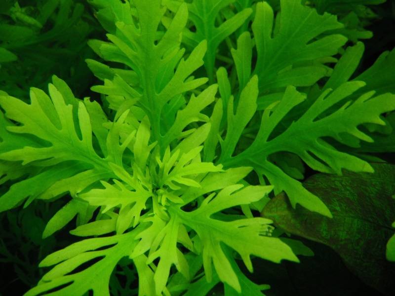 Гигрофила синема (higrophila difformis): описание, содержание, фото и отзывы