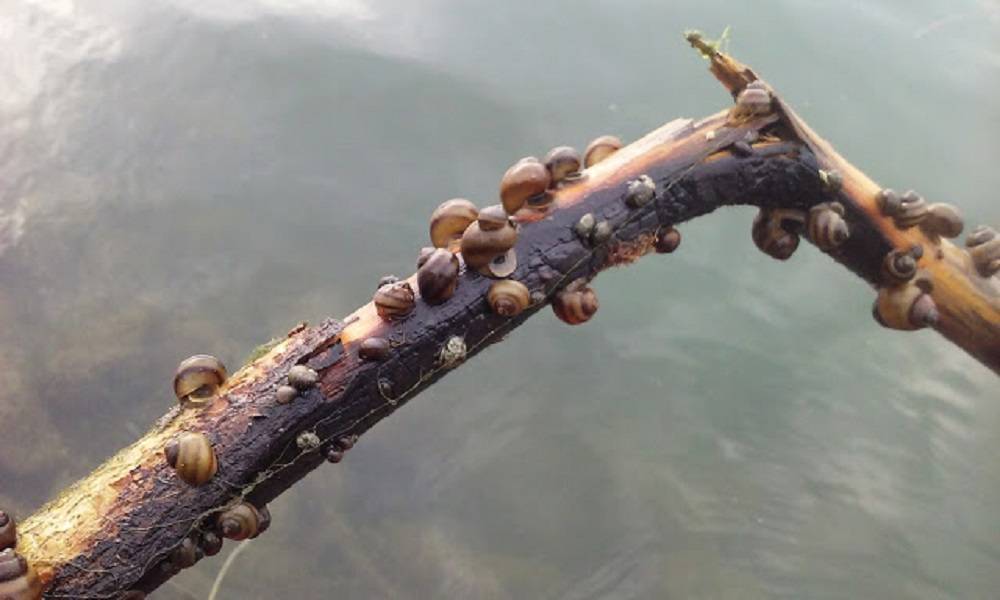 Теодоксусы - панацея от водорослей в аквариуме!