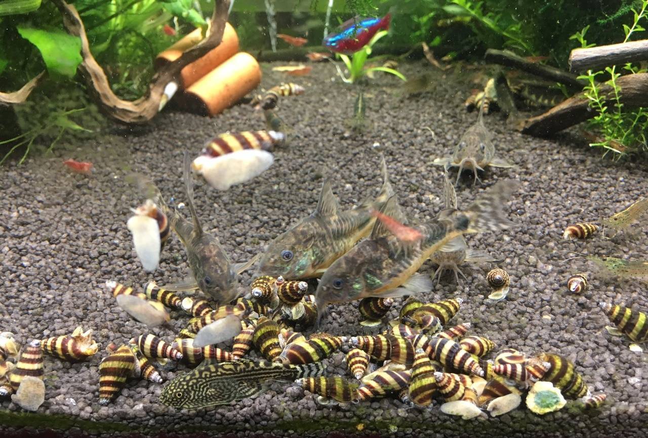 Шип дьявола