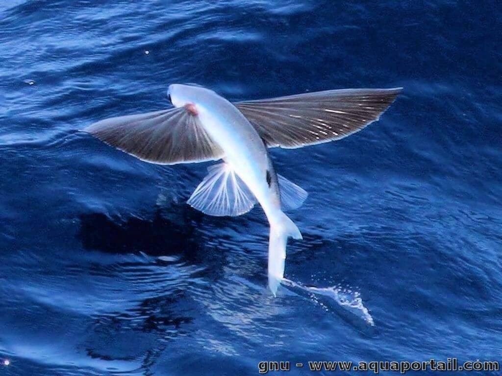Семейство: летучие рыбы (exocoetidae)