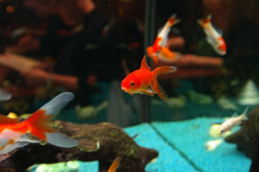 Золотые рыбки: редкие селекционные породы