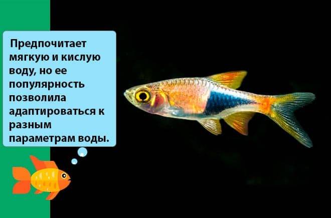 Расбора клинопятнистая