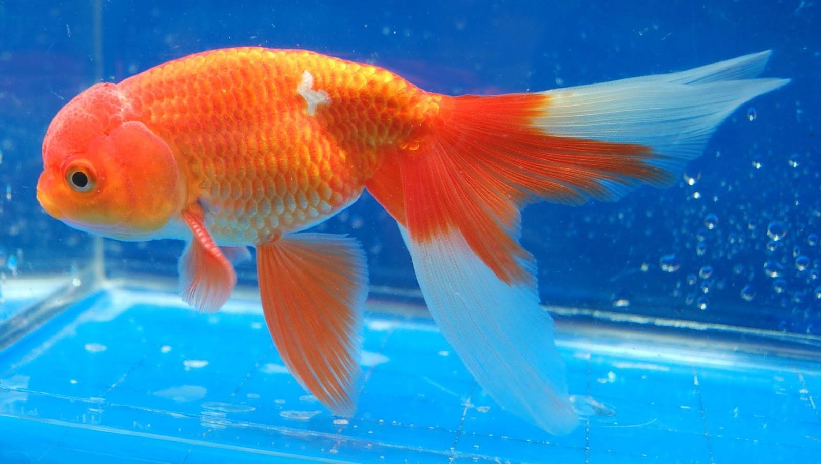 Goldfish facts for kids - konnecthq