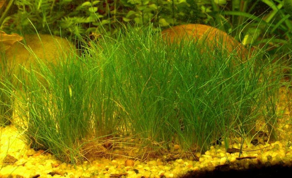 Элеохарис парвула - ситняг крошечный игольчатый: содержание, фото-видео обзор