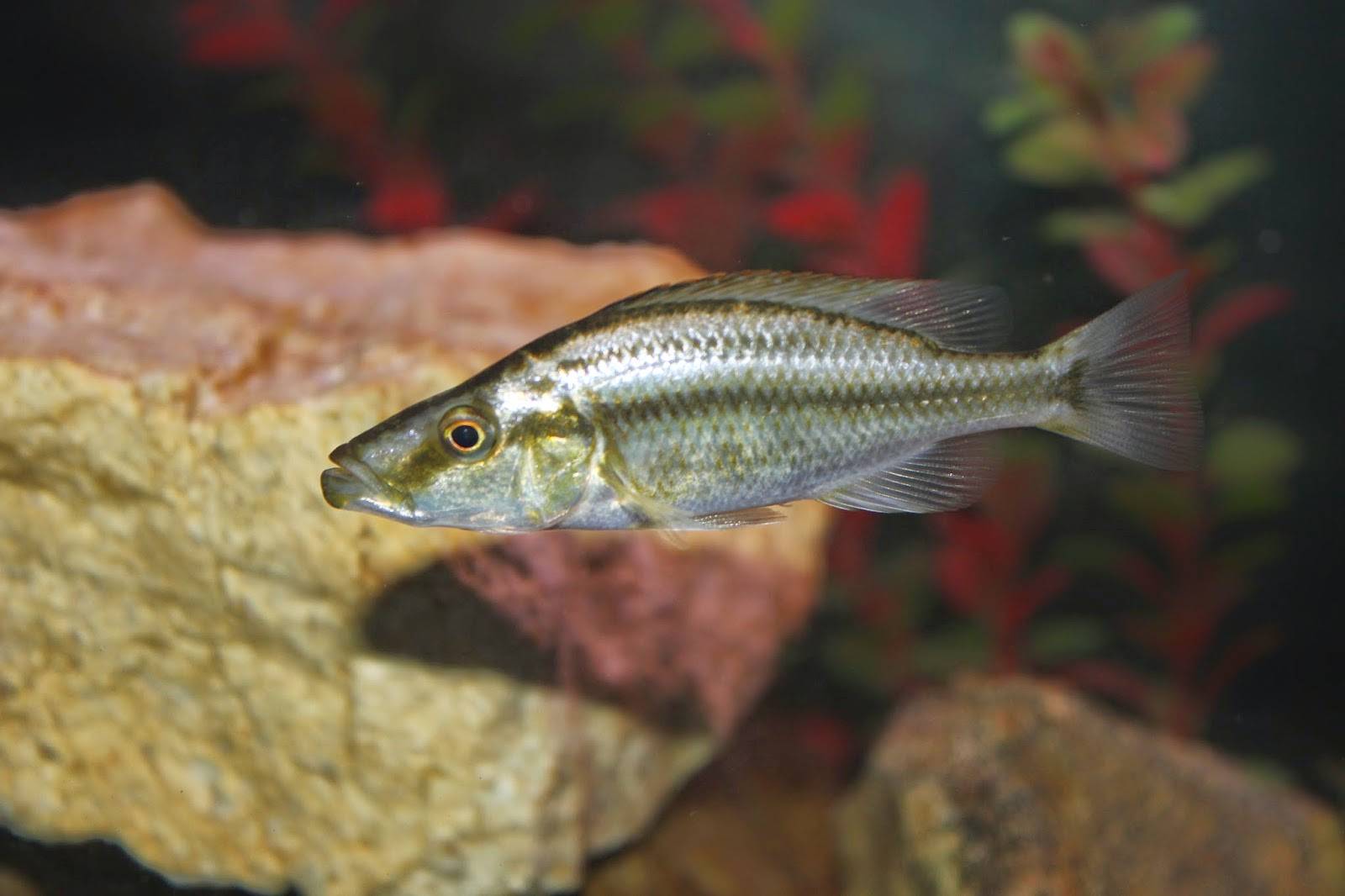 Dimidiochromis compressiceps - frwiki.wiki