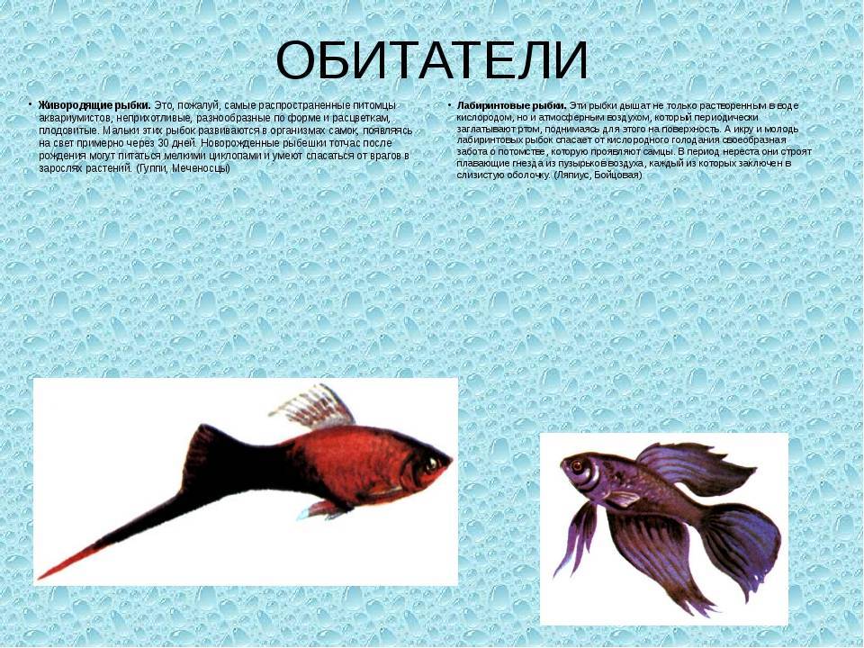 Нематоды/маленькие белые черви и другие виды червей в аквариуме